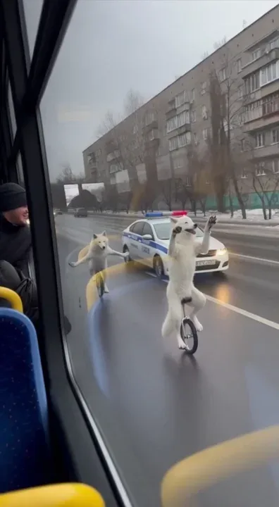 Unicycling Wolves

@y.yasu.frostwhisp and another white wolf cruise down the street — playful & unstoppable.