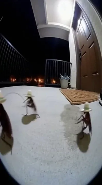“Caught on Ring cam: 3 cockroaches wearing sombreros having a full-on midnight fiesta on the porch 🪳🎉🌮
We didn’t think it was possible but…
we might actually like cockroaches now. 😭😂
#FiestaInvasion #DoorbellDrama #SombreroSquad #WeForgiveYouRoaches”