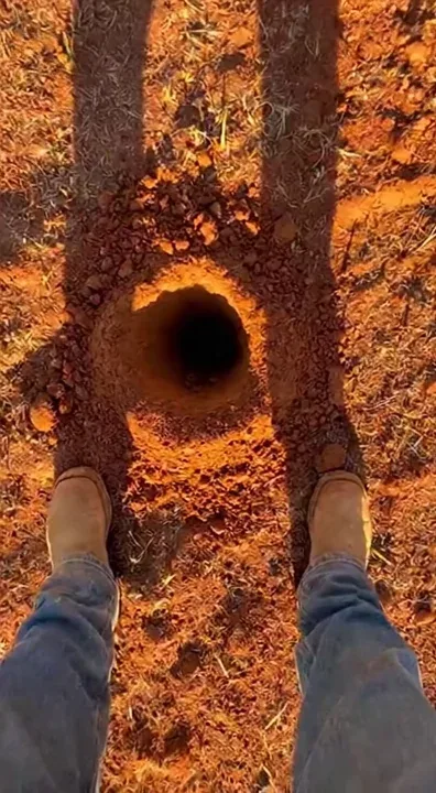danger of moles