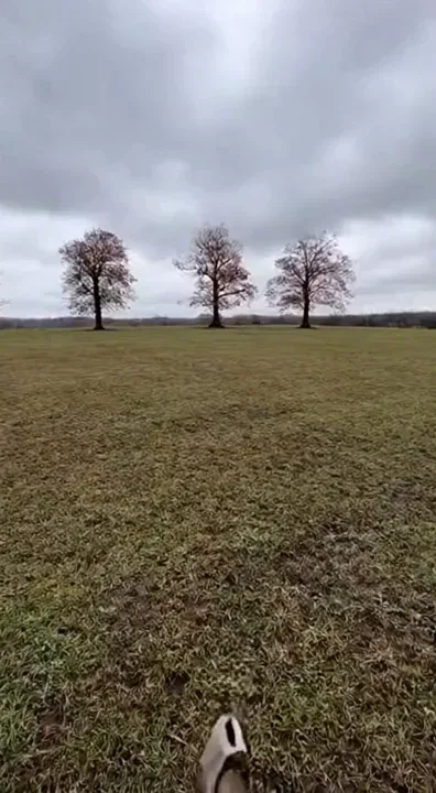 How to remove a tree