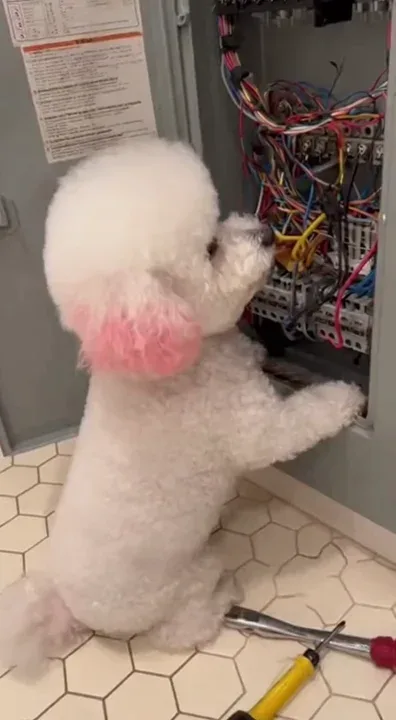 A series of realistic 4K vertical (9:16) iPhone footage, filmed by the owner (camera).
Shot A (The Expert Arrives): The camera focuses on an open, complicated-looking indoor electrical box with messy wires. Several wrenches and pliers are scattered on the tiled floor. A cute white Bichon Frise (or Poodle), (perhaps with dyed ears), is standing on its hind legs, paws on the box, "seriously" poking the wires inside with a screwdriver.
• Text Overlay (Optional): "Sir, do you actually know how to fix this?"
Shot B (The Disaster - Slow Motion): The dog pokes a (fictional) critical point with the screwdriver. In extreme slow motion, intense blue electrical sparks (VFX) burst from inside the box, accompanied by a loud "BZZZZT!" sound.
Shot C (The Aftermath - Afro): Seamless cut back to normal speed. The dog is instantly "blasted" back, hopping stiff-legged a small step away. (Through editing and VFX) Its entire coat instantly "explodes" into a perfect, round "afro" (like Einstein's hair). It stands frozen with this ridiculous hairstyle, looking utterly blank and confused at the camera (owner).
Tone: Absurd, hilarious, cute, dramatic, anthropomorphic humor, (intentionally staged) disaster.
Sound: Owner's suppressed laughter, dog's light "huffing" sounds, plastic sound of the screwdriver poking, the sudden, exaggerated "BZZZZT!" electric shock SFX, the "patter" of the dog's paws landing.
Camera: Stable iPhone 15 Pro, vertical (9:16), 4K. Close-up shots of the dog's actions and expressions. Extreme slow motion during the spark burst, followed by a quick Jump Cut for the "afro" reveal.
Add realism with: (Crucial!) Exaggerated electrical spark VFX, the dramatic contrast of the dog's fur before and after "exploding," the details of the tools on the floor, the dog's perfectly innocent and bewildered expression.