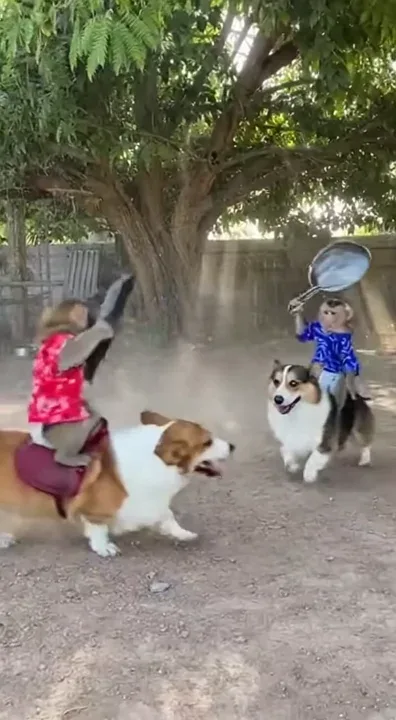 “Meanwhile in the monkeyverse… things escalated. Fast. 🚨🍳”