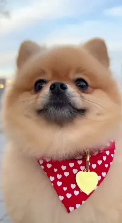 @soracommppdoge