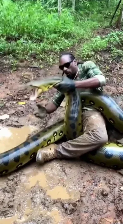 The video starts with a aggressive wrestling match of @snoopdogg and a giant anaconda. Rolling around as he tries to wrangle the strong snake that is trying to bite him He is dressed in a Wildlife clothing and explaining the power of the snake