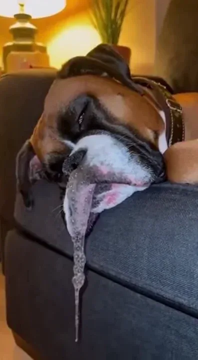🐶 💦