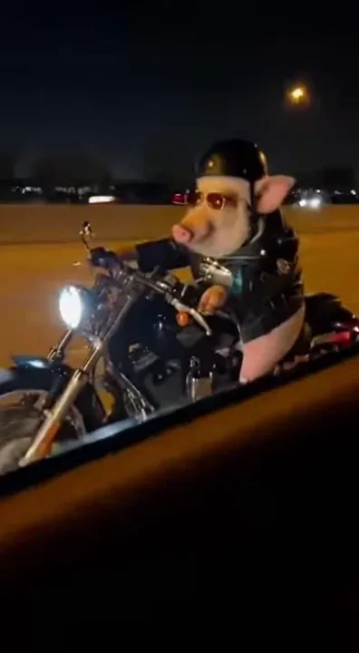 🏍️🐷
