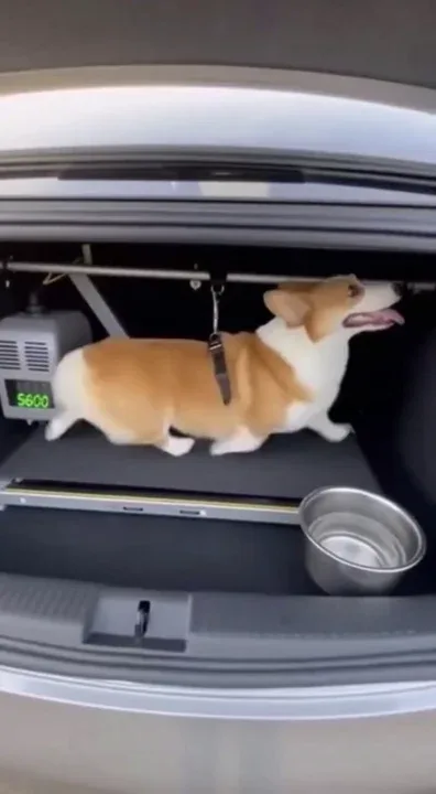 but the Corgi’s not my dog.. 🎶