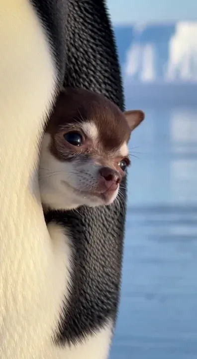 🐧🧊🐶
Kiko takes her first steps exploring her home of ice…