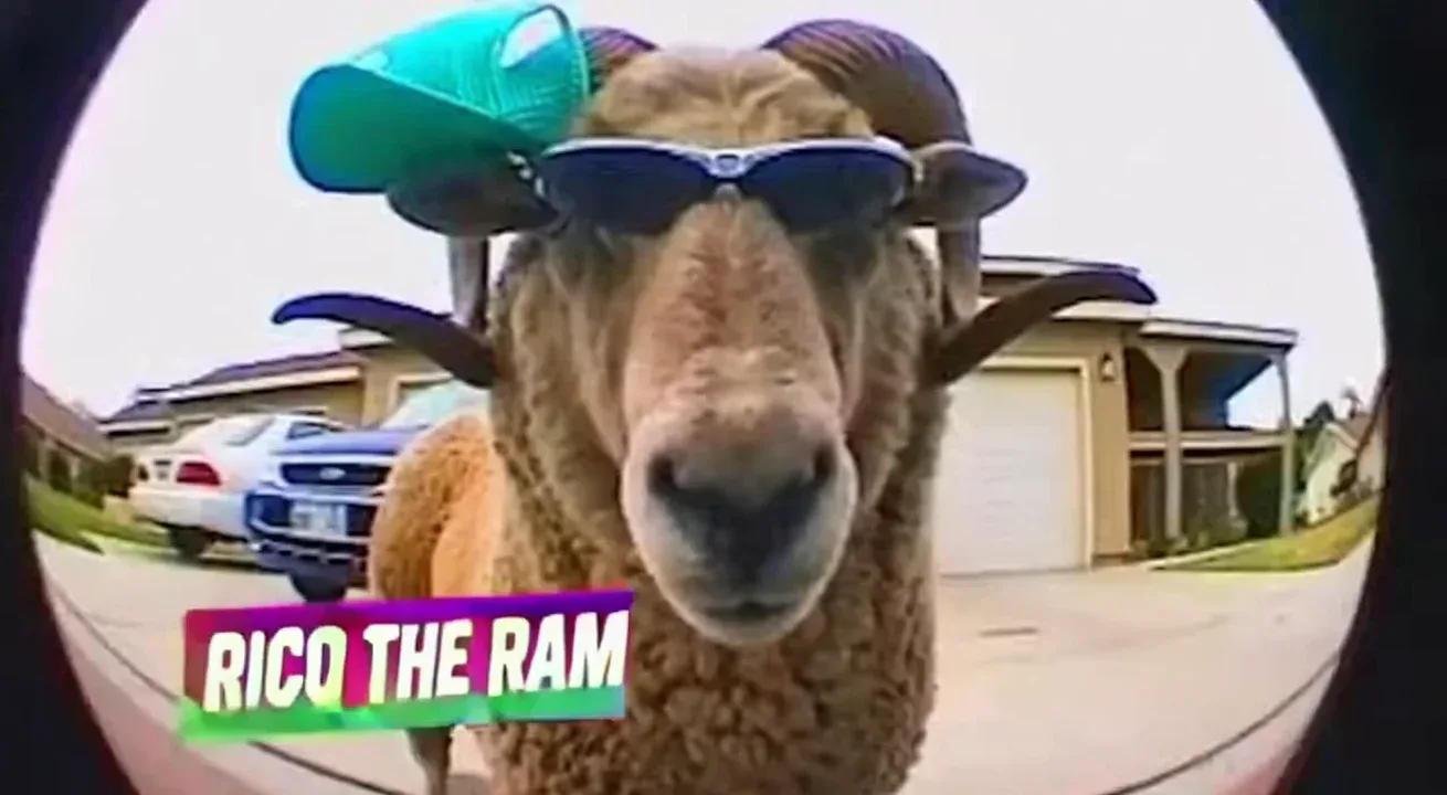 Remix of @rorotuck

Have a show called viva la ram
About a crazy ram doing stunts and skateboard tricks