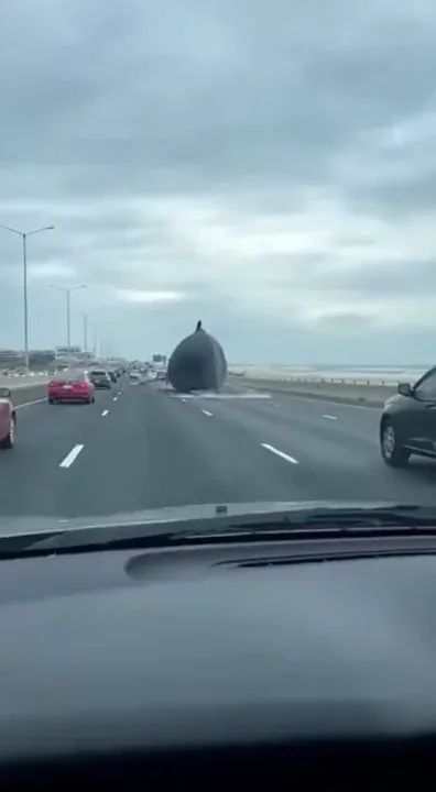 @michael.tv remix 
A humpback whale races through the highway to the shock of other drivers